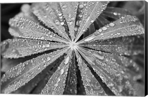 Framed Raindrops on Lupine Print