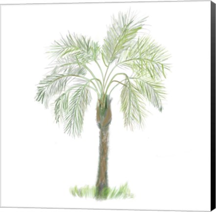 Framed Palm Tree on White II Print