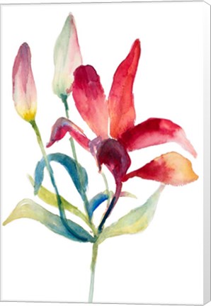 Framed Crimson Paradise Lily Print