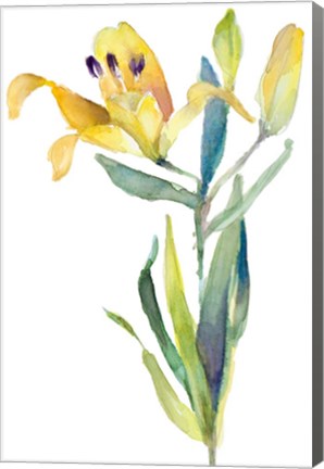 Framed Yellow Lily Print