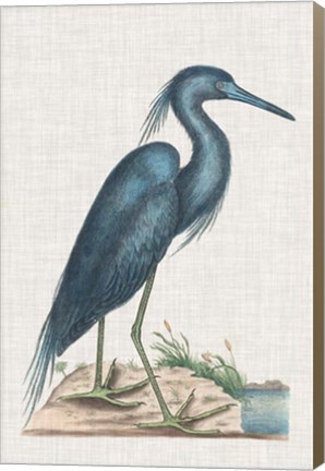 Framed Catesby Heron II Print