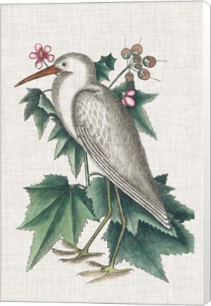 Framed Catesby Heron III Print