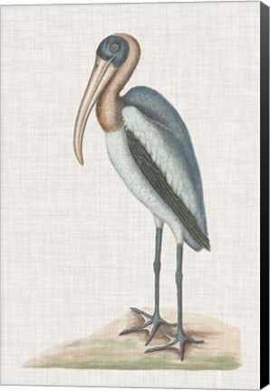 Framed Catesby Heron IV Print