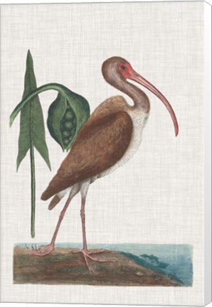 Framed Catesby Heron V Print