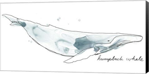 Framed Cetacea Humpback Print