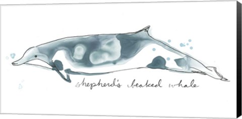 Framed Cetacea Shepherd&#39;s Beak Whale Print