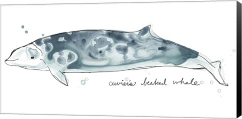 Framed Cetacea Cuviers Beaked Whale Print