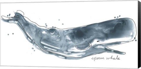 Framed Cetacea Sperm Whale Print