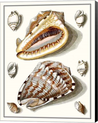 Framed Collected Shells IV Print