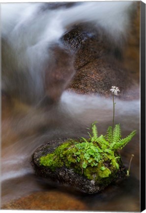 Framed Flowering Fern With A Rushing Stream Print