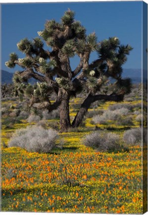 Framed Mojave Desert Joshua Tree Print