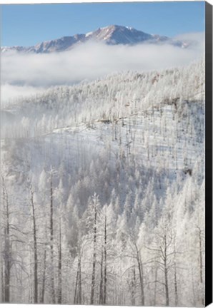 Framed Hoarfrost Coats The Trees Of Pike National Forest Print