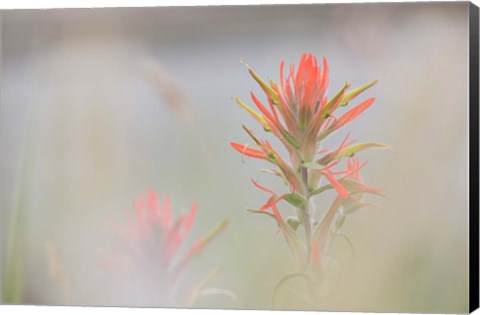 Framed Indian Paintbrush Flower In Fog Print