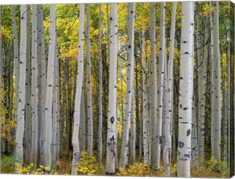 Framed Aspen Displays Fall Color In The West Elk Mountains Print