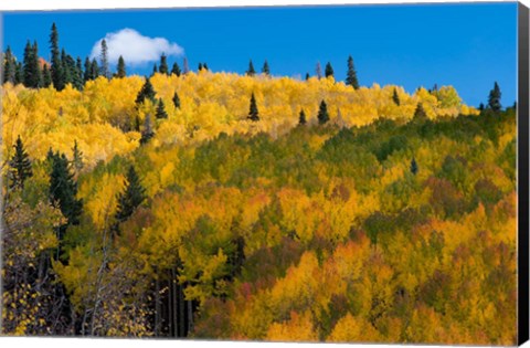 Framed Golden Landscape If The Uncompahgre National Forest Print