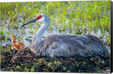 Framed Sandhill Crane On Nest With First Colt Print