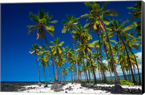 Framed Coconut Palms At Pu&#39;uhonua O Honaunau National Historic Park, Hawaii Print