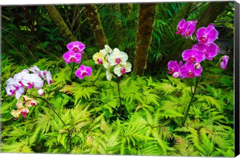 Framed Orchids At The Hawaii Tropical Botanical Garden Print