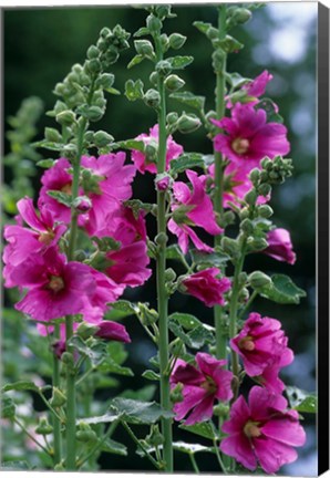 Framed Standing  Hollyhocks, Illinois Print