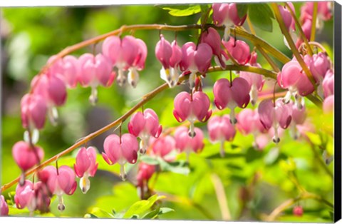 Framed Bleeding Heart, Arnold Arboretum, Boston Print