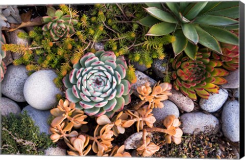 Framed Cape Ann Succulents Print