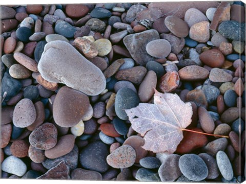 Framed Maple Leaf And Rocks Along The Shore Of Lake Superior Print