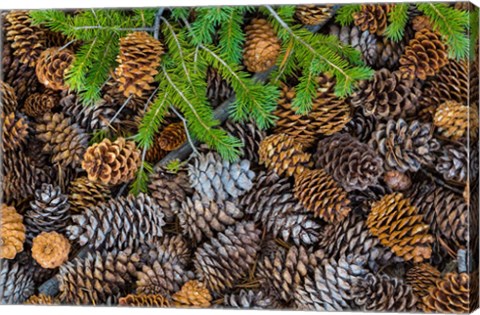 Framed Pine Cones And Douglas Fir Bough, Nevada Print