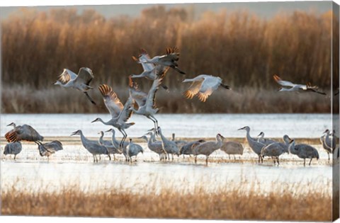 Framed Sandhill Cranes Flying, New Mexico Print