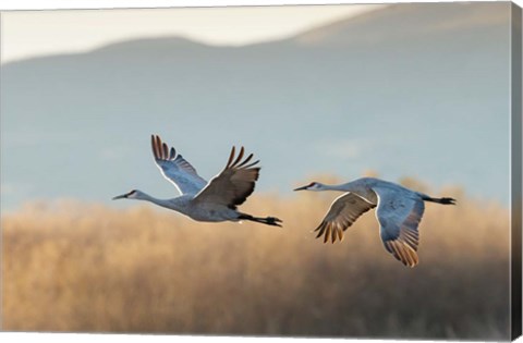 Framed Two Sandhill Cranes Flying, New Mexico Print