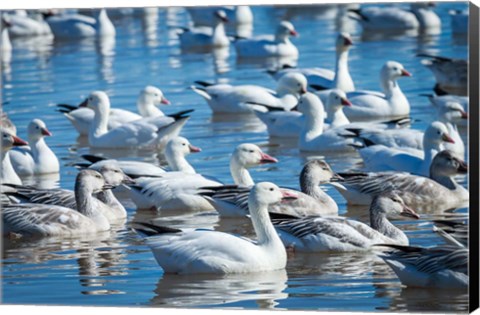 Framed Ross&#39;s And Snow Geese In Freshwater Pond, New Mexico Print