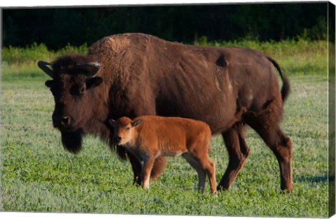 Framed American Bison And Calf Print