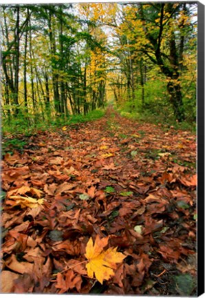 Framed Trail Covered In Maples Leaves, Oregon Print