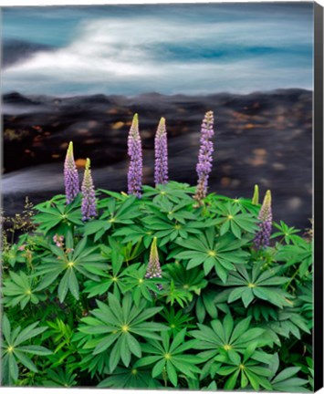 Framed Lupine Next To The Metolius River Print