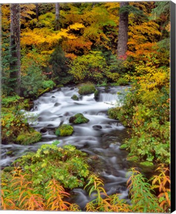 Framed Roaring River Running Through Oregon Print