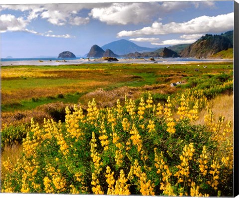 Framed Coastal Landscape With Yellow Lupine, Oregon Print