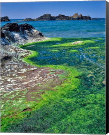 Framed Rock Formations And Algae At Seal Rock, Oregon Print