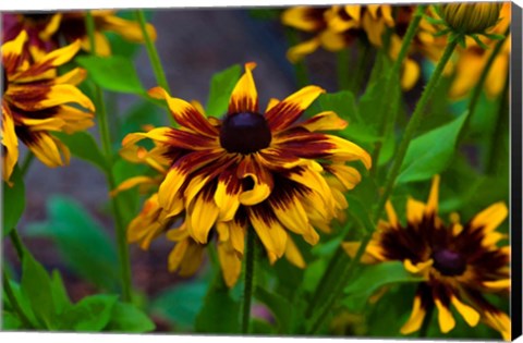 Framed Cherokee Sunset Flowers Print