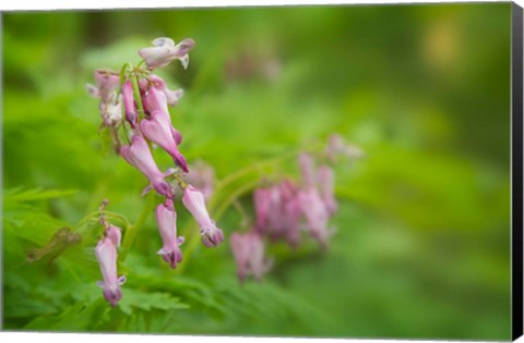 Framed Bleeding Heart Wildflowers In Cades Cove Print