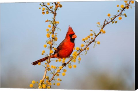 Framed Northern Cardinal Perched In A Blooming Huisache Tree Print