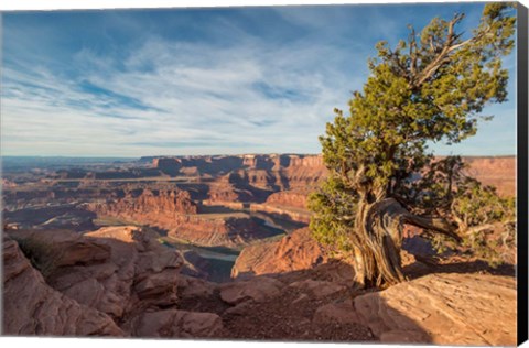 Framed Juniper Tree At Dead Horse Point State Park Print