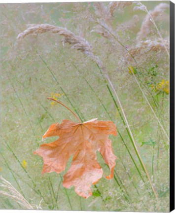 Framed Maple Leaf In Meadow Grasses Print