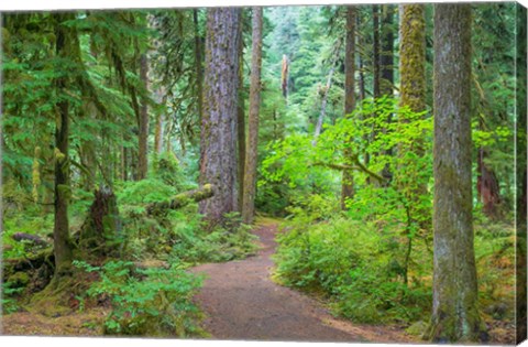 Framed Trail Through An Old Growth Forest, Washington State Print