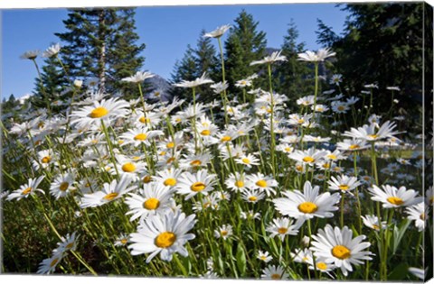 Framed Scenic View Of Oxeye Daisies Print