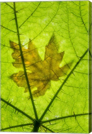 Framed Big Leaf Maple On A Devil&#39;s Club Leaf Print