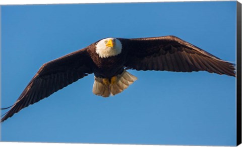 Framed Bald Eagle In Flight Over Lake Sammamish Print