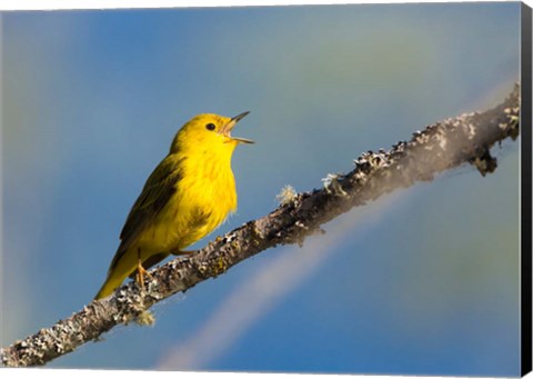 Framed Yellow Warbler Sings From A Perch Print