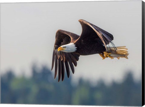 Framed Bald Eagle In Flight With Fish Over Lake Sammamish Print