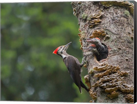 Framed Pileated Woodpecker With Begging Chicks Print