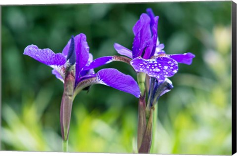 Framed Close-Up Of Iris In A Garden Print