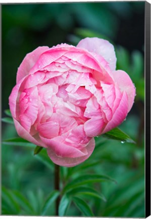 Framed Close-Up Of A Pink Garden Peony Print